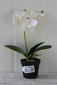 Orkidé vit