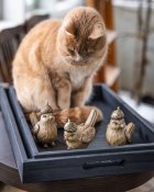 Katten spanar på fåglarna