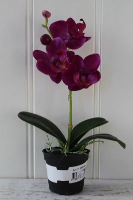 Orkidé lila