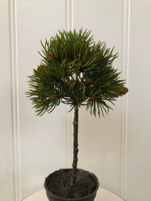 Konstväxt Barrträd